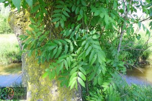 fraxinus (7)